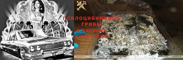 сатива Каменногорск